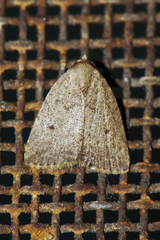 Anachrostis nigripuncta