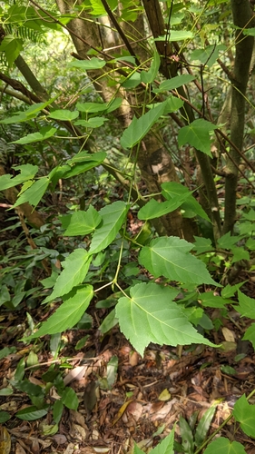 Acer caudatifolium (Acer caudatifolium)