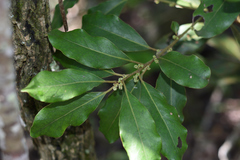 Euclea natalensis natalensis