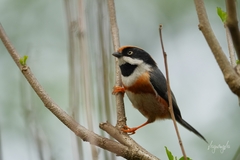 Black-Throated Bushtit photo 3