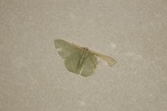 Pelagodes antiquadraria