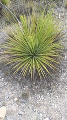 Agave striata falcata