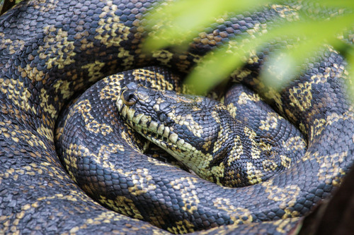 Jungle Carpet Python sighting