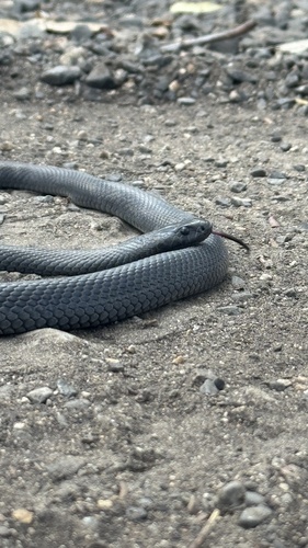 Blue-bellied Black Snake sighting