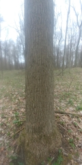 Magnolia acuminata