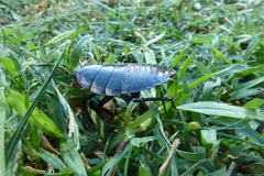 Drymaplaneta semivitta