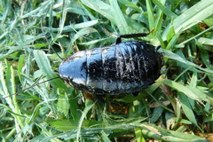 Drymaplaneta semivitta