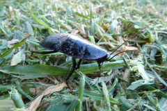 Drymaplaneta semivitta