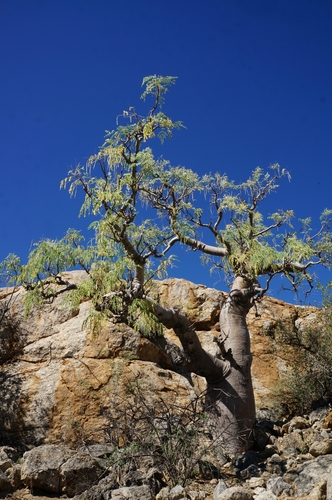 Image of Moringa ovalifolia by (c) Nathan Van Cooten, some rights reserved (CC BY)