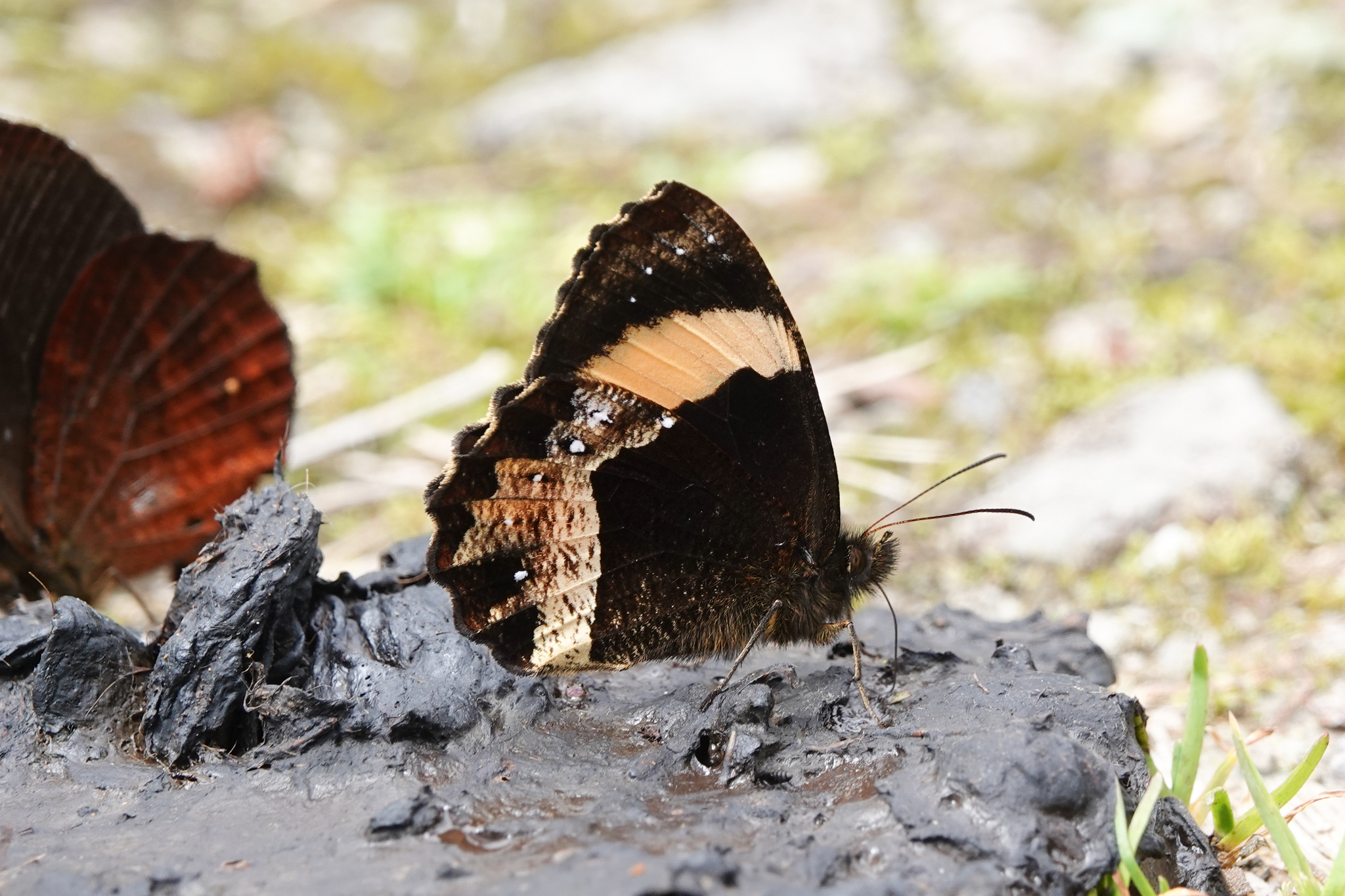 Pedaliodes pelinna image