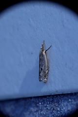 Pseudocatharylla duplicella