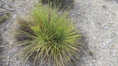 Agave striata falcata