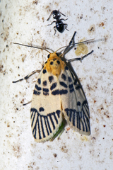 Ammatho maculifasciata