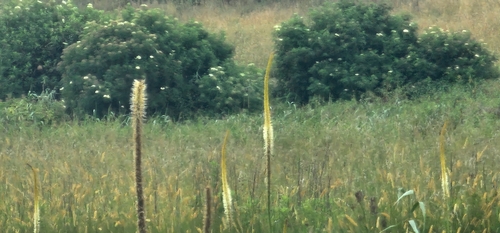Giant Poker (Kniphofia multiflora)