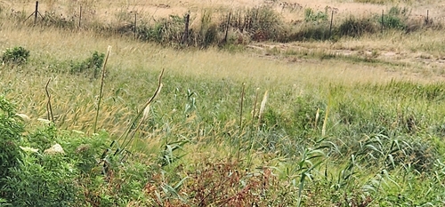 Image of Kniphofia multiflora by (c) Suvarna Parbhoo Mohan, some rights reserved (CC BY-SA)