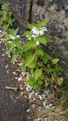 Lamium album