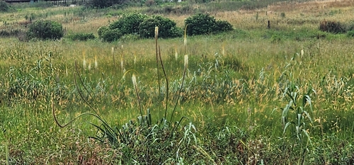 Image of Kniphofia multiflora by (c) Suvarna Parbhoo Mohan, some rights reserved (CC BY-SA)