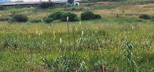 Image of Kniphofia multiflora by (c) Suvarna Parbhoo Mohan, some rights reserved (CC BY-SA)
