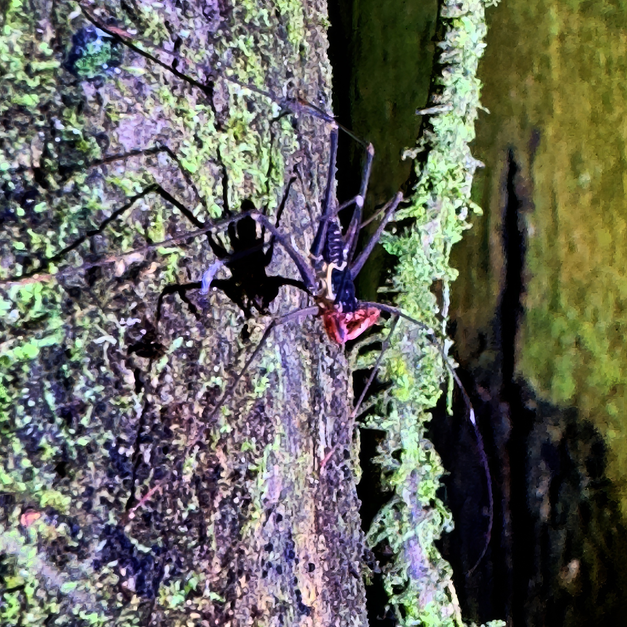 Heterophrynus batesii (Butler, 1873)