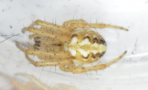 Bordered Orbweaver, Vrouwenpolder, Nederland, photo 8 of 10