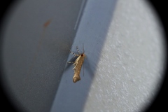 Pyroderces
