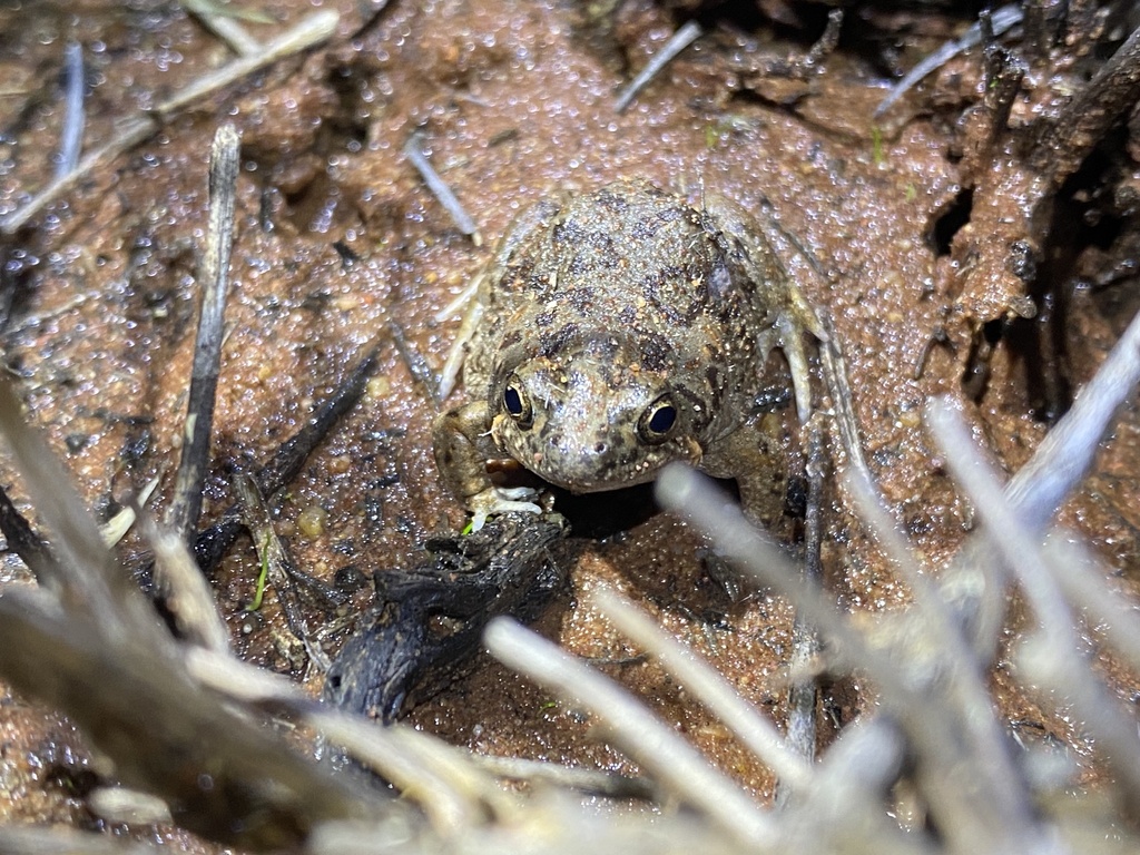 Tanami Toadlet