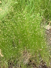 Eleocharis geniculata