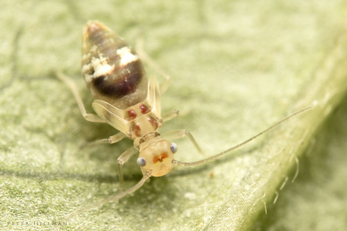 F-winged Barklouse, photo 8 of 9