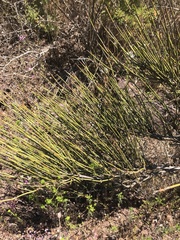 Ephedra californica