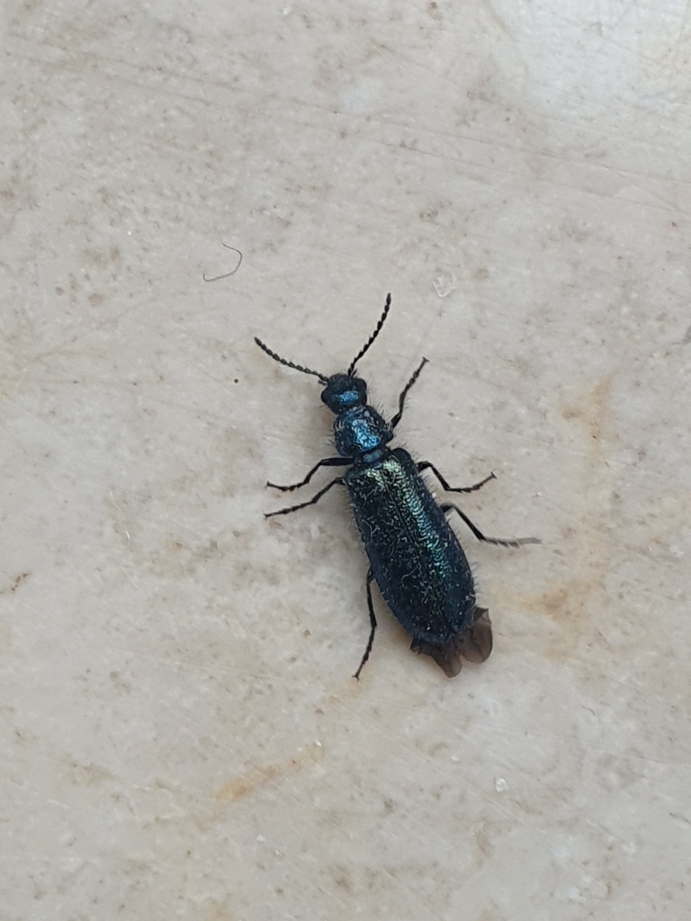 dasytes-caeruleus-from-33607-bielefeld-germany-on-march-30-2024-at-11
