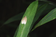 Scythropiodes