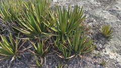 Agave lechuguilla