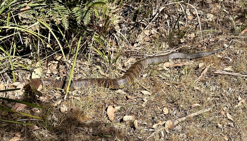 Tiger Snake sighting
