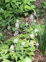Tiarella stolonifera