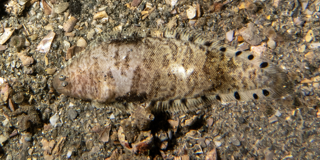 Spottedfin Tonguefish