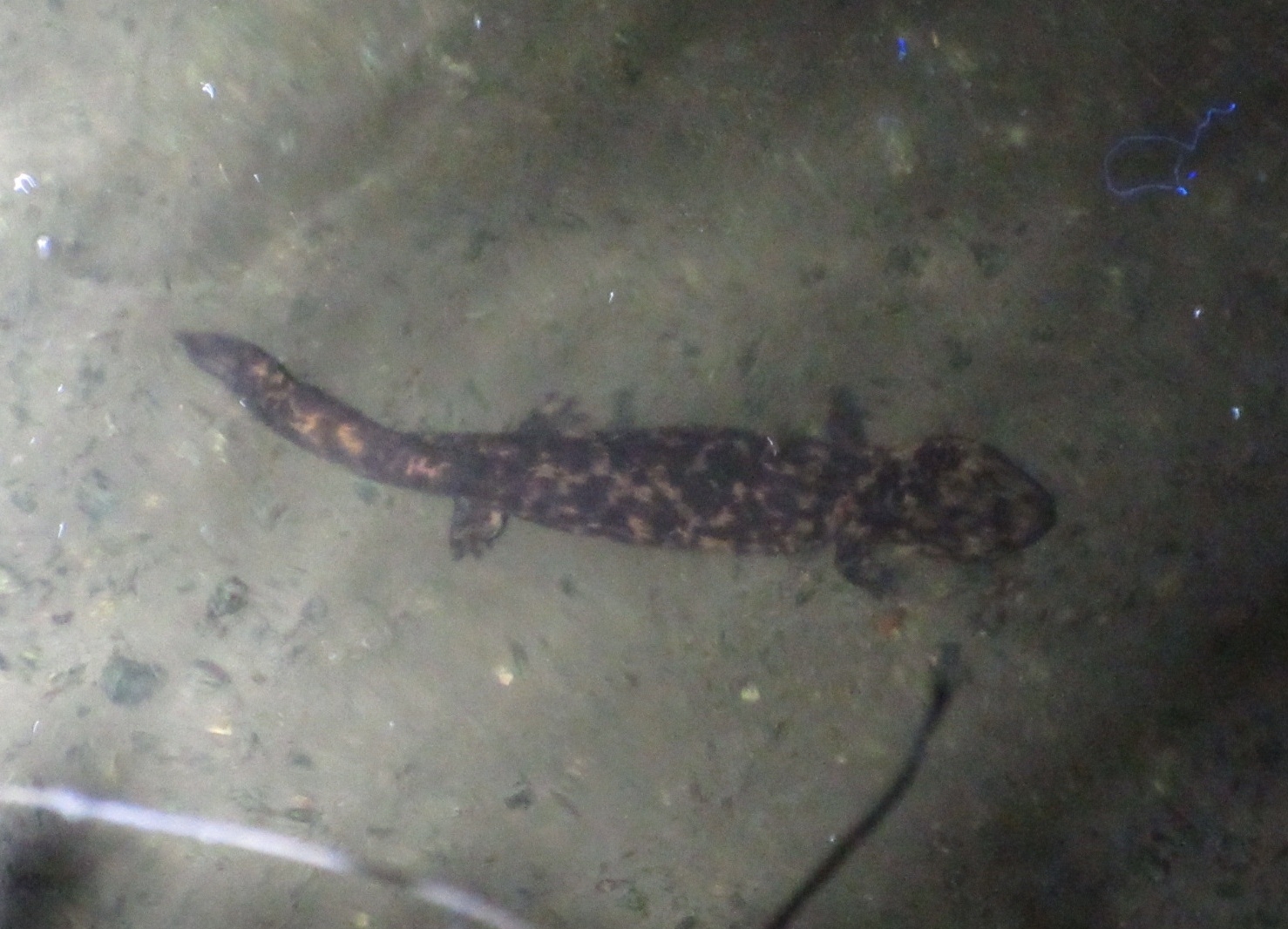 Andrias japonicus (Temminck, 1836)