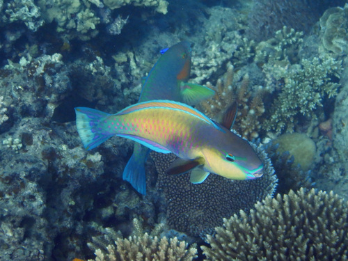 Japanse papegaaivis (Chlorurus japanensis) — Scaridae — 2