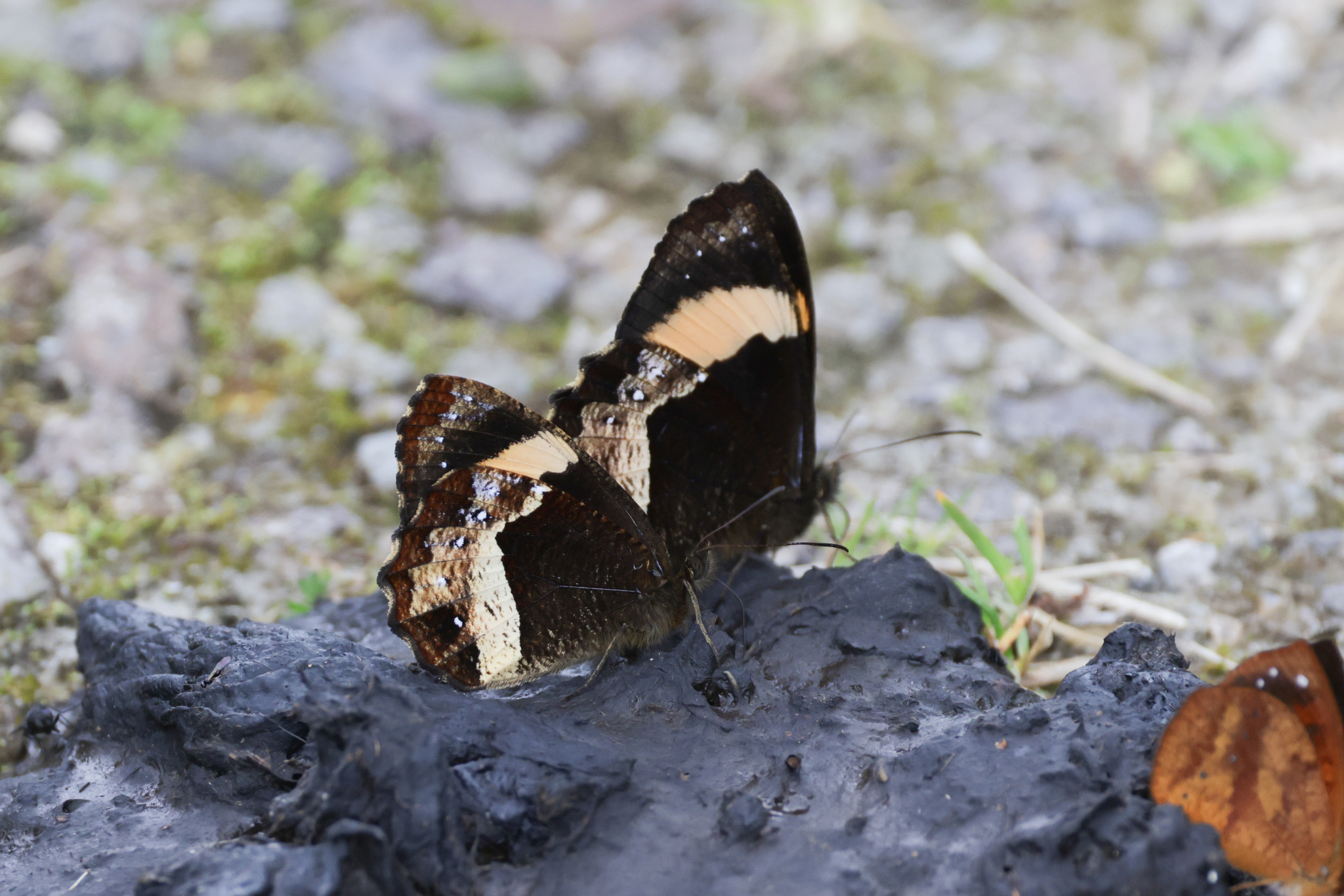 Pedaliodes pelinna image