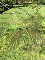 Albizia julibrissin julibrissin
