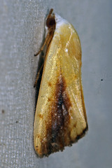 Xanthodes intersepta