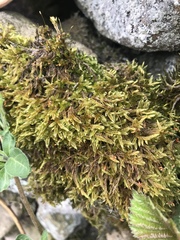 Hypnum cupressiforme lacunosum