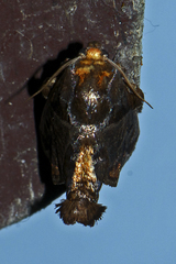 Phlossa conjuncta