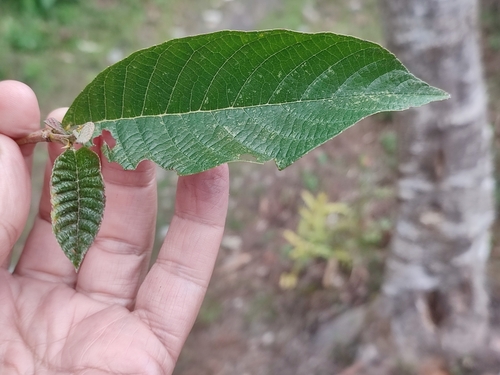 Nepal Alder