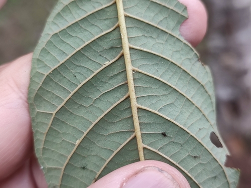 Nepal Alder