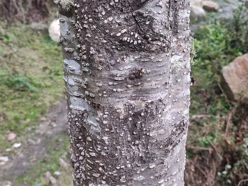 Nepal Alder