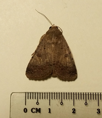 Pandesma