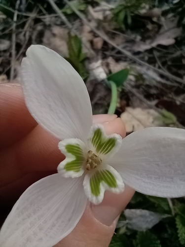Image of Galanthus alpinus by (c) Amir, some rights reserved (CC BY)