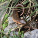 Plestiodon chinensis - Photo (c) D.A. Ostiarius, μερικά δικαιώματα διατηρούνται (CC BY-NC), uploaded by D.A. Ostiarius