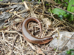 Chinese Blue-Tailed Skink photo 5