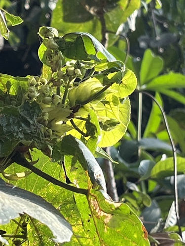 Macaranga tanarius